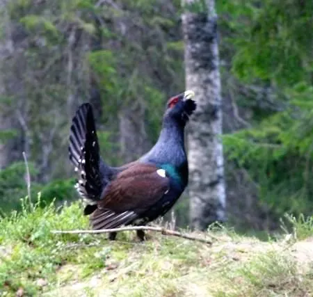 Finnskogen Turistsenter * Skasenden