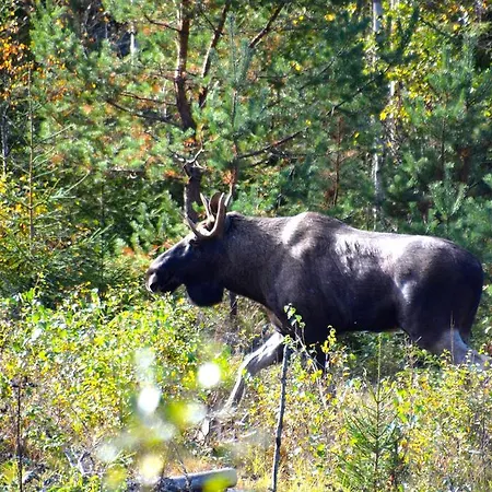Finnskogen Turistsenter Skasenden