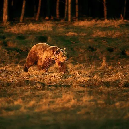 Finnskogen Turistsenter Деревянный коттедж Скасенден